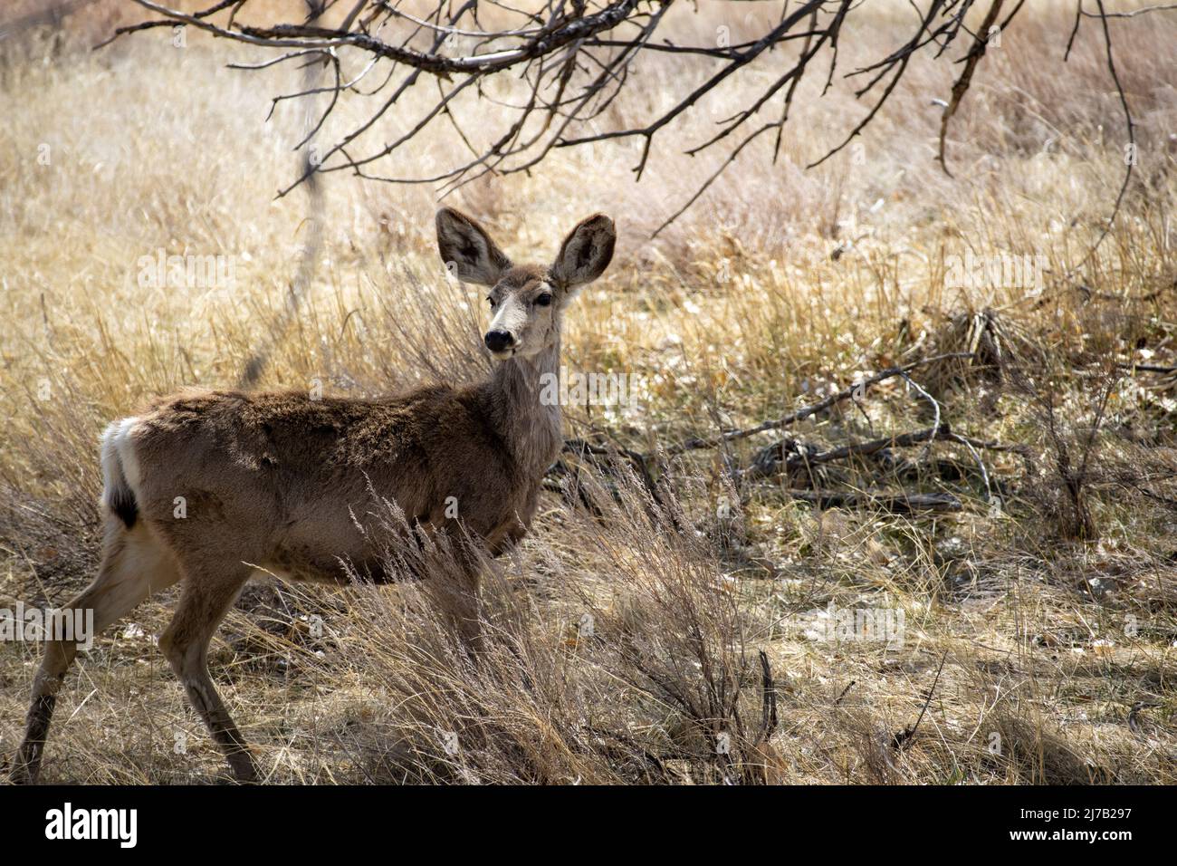 Un cervo mulo guarda fuori in lontananza mentre si trova sotto un albero nelle praterie o praterie di Rocky Mountain Arsenal vicino Denver Colorado Foto Stock