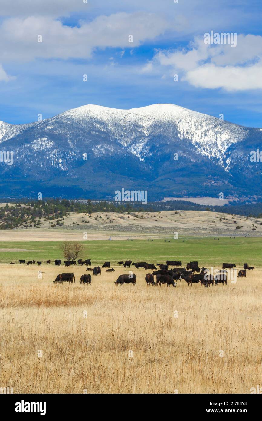 bestiame al pascolo sotto il monte baldy nelle grandi montagne vicino townsend, montana Foto Stock