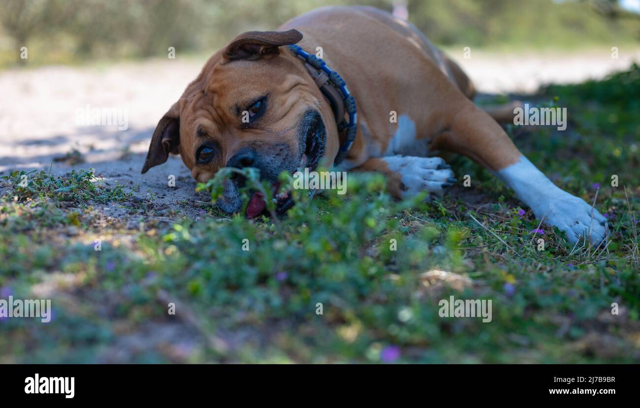 happy marrone american stafford bull terrier cane con macchie bianche e zampe bianche con un collare blu si trova su una collina per riposare durante una passeggiata nella natura Foto Stock