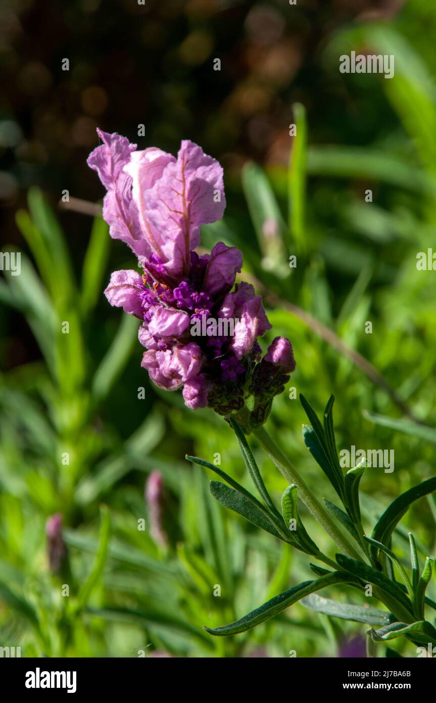 Sydney Australia, fiori rosa di una lavandula stoechas o arbusto di lavanda sormontata Foto Stock