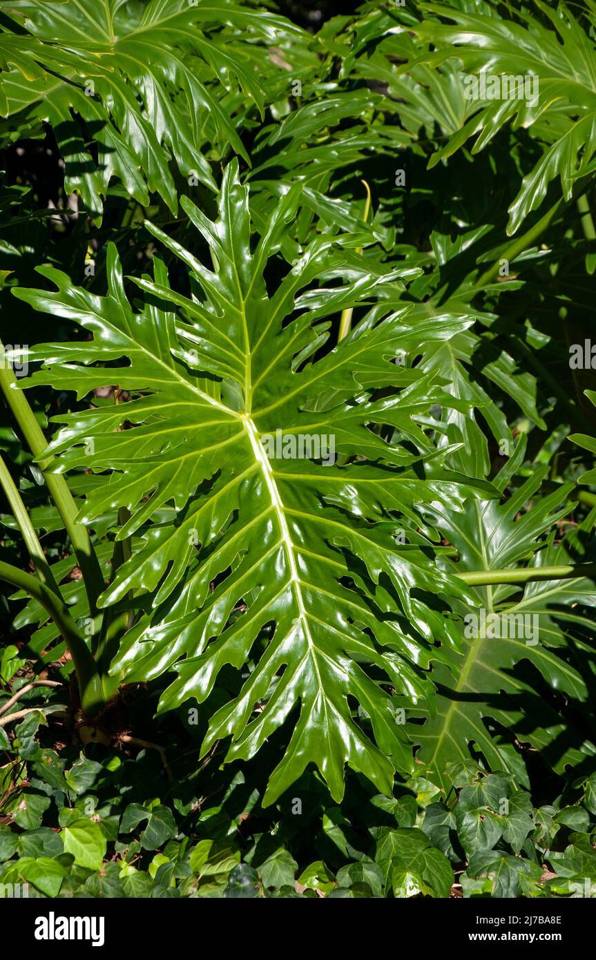 Sydney Australia, foglie verdi lucide di una pianta di palma in giardino  Foto stock - Alamy
