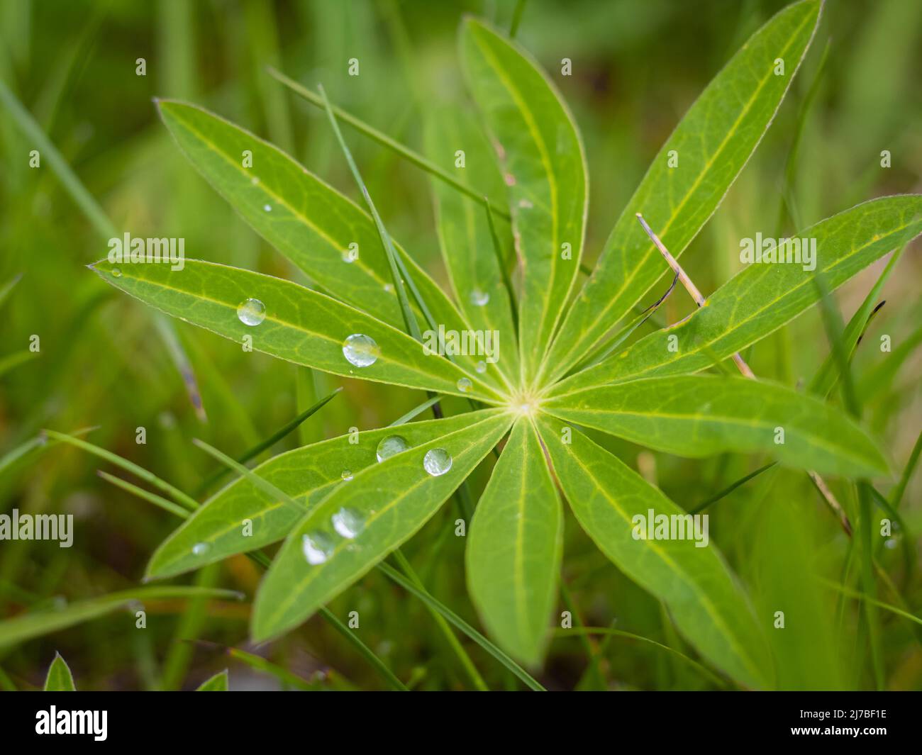 Lupino umido lascia Lupinus polifyllus con gocce di pioggia fondo. Lupin pianta prima di fiori, verde stella a forma di foglia unica. Messa a fuoco selettiva, b Foto Stock