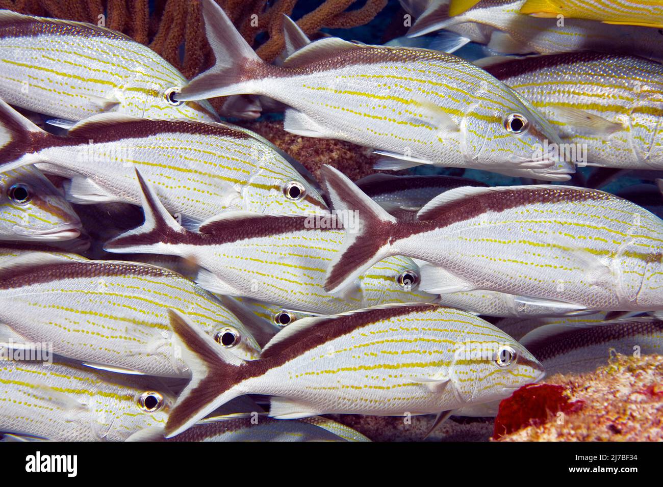 Cottonwick Grunt, Blacktail Grunt o Caesar Grunt (Haemulon melanurum), scuola, Cozumel, Messico, Caraibi Foto Stock