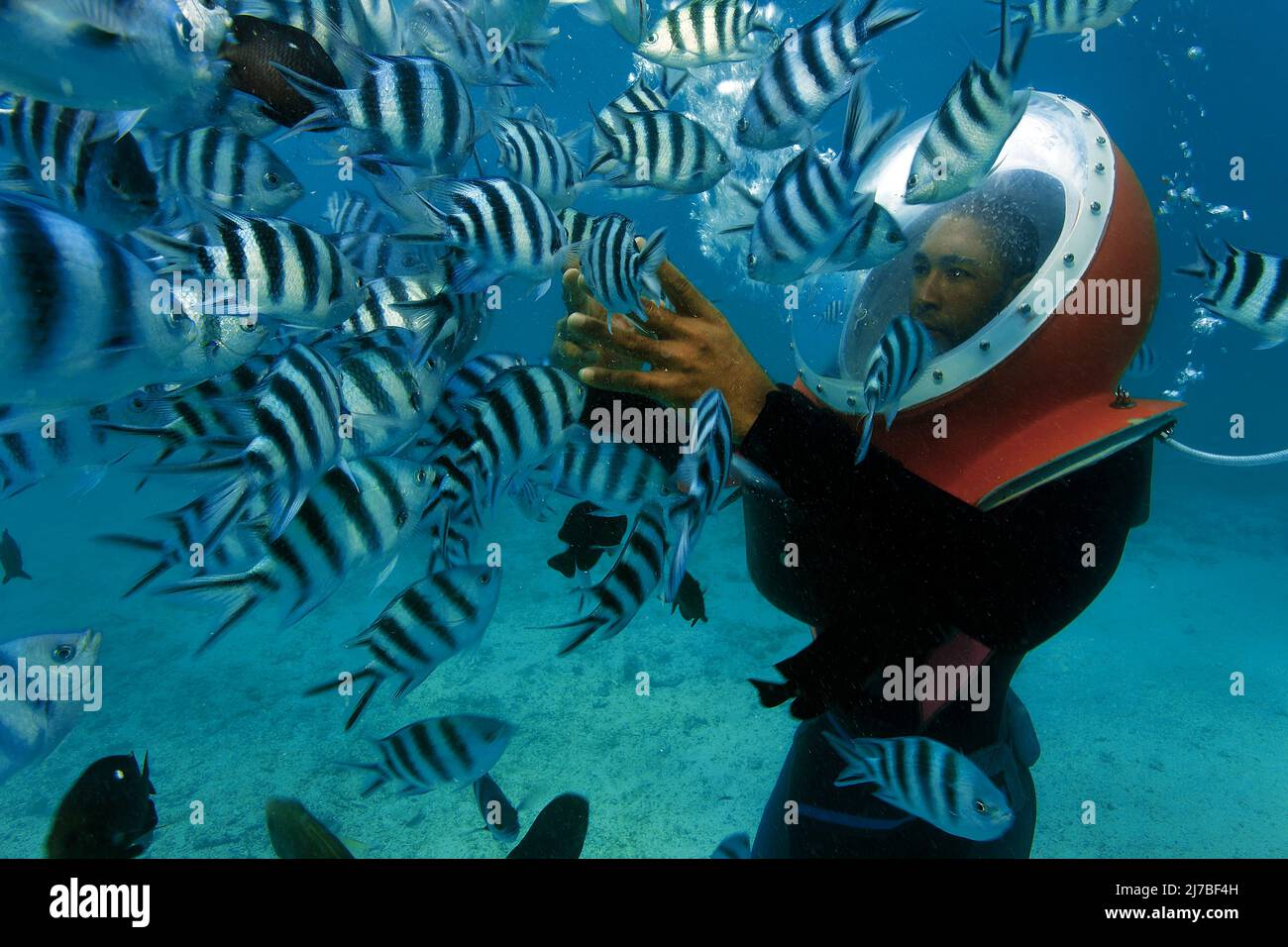 Passeggiata sottomarina, passeggiata subacquea, turista con casco subacqueo circondato di pesci Sergente maggiore o píntanos (Abudefduf saxatilis), Mauritius Foto Stock