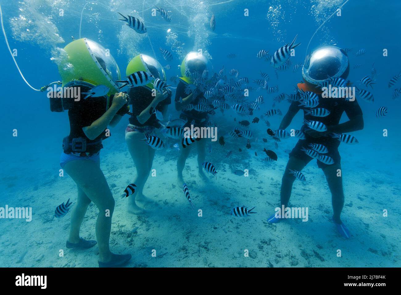 Passeggiata sottomarina, passeggiata subacquea, turisti con caschi subacquei circondati da pesci importanti sergente o píntanos (Abudefduf saxatilis), Mauritius Foto Stock