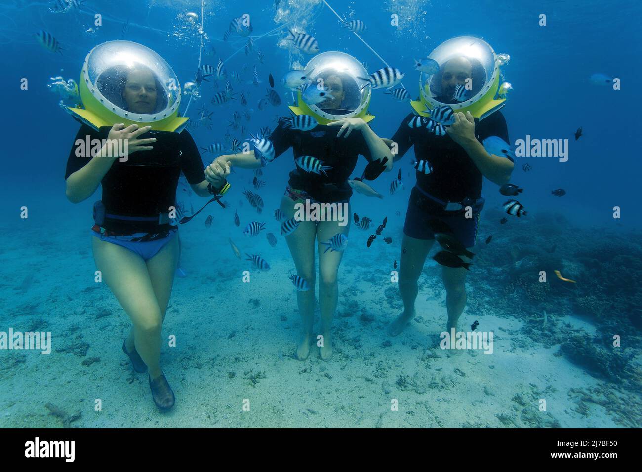Passeggiata sottomarina, passeggiata subacquea, turisti con caschi subacquei circondati da pesci importanti sergente o píntanos (Abudefduf saxatilis), Mauritius Foto Stock