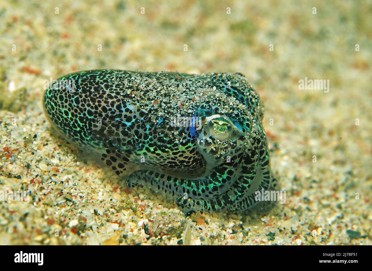 Bobtail Squid (Euprymna berryi), Shining (bioluminescene), Sabang Beach, Mindoro, Filippine, Asia Foto Stock