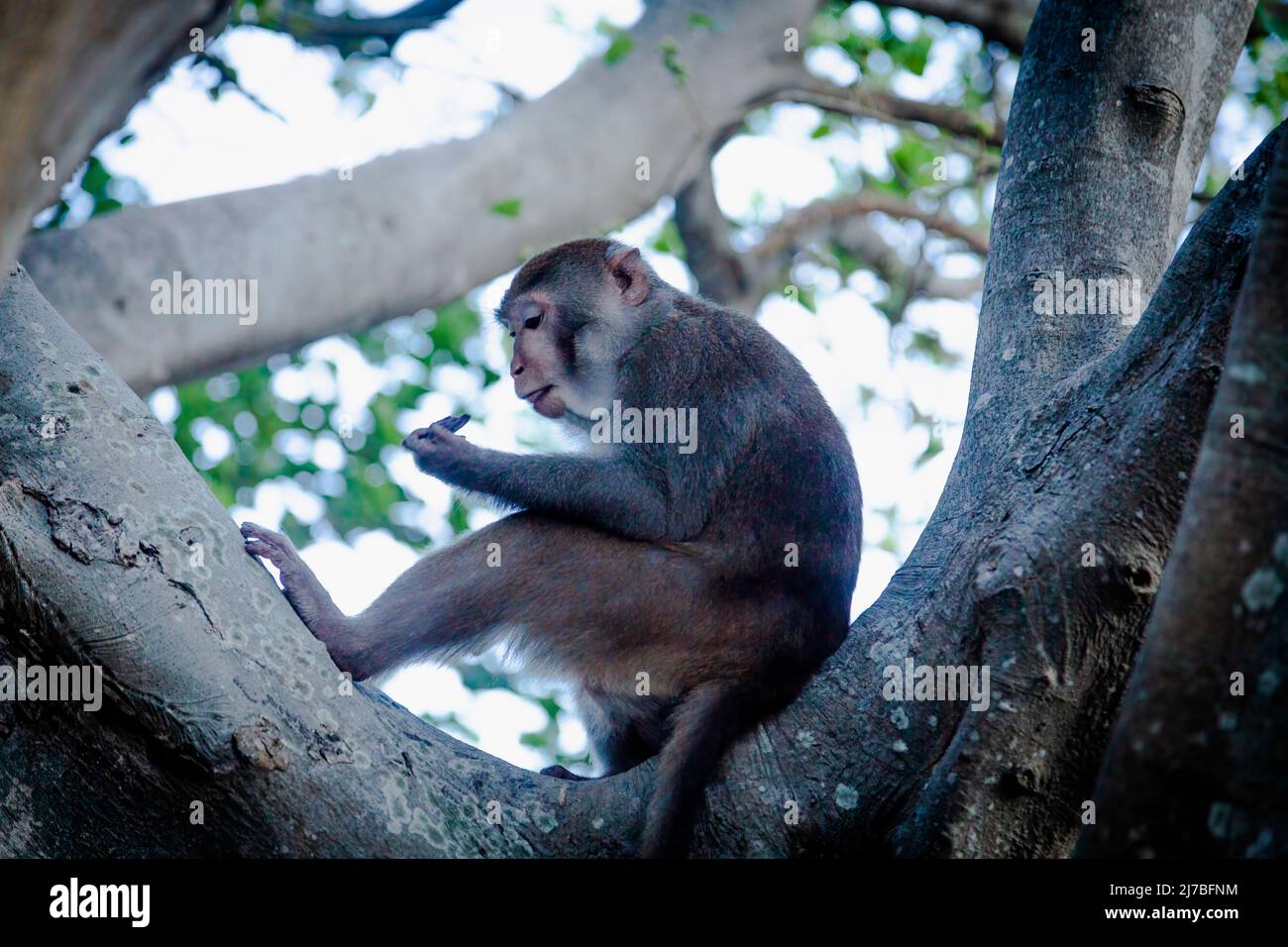Una scimmia seduta su un ramo di albero al Tempio buddista di Hua Linh Ung sulla montagna delle scimmie, da Nang, VN Foto Stock