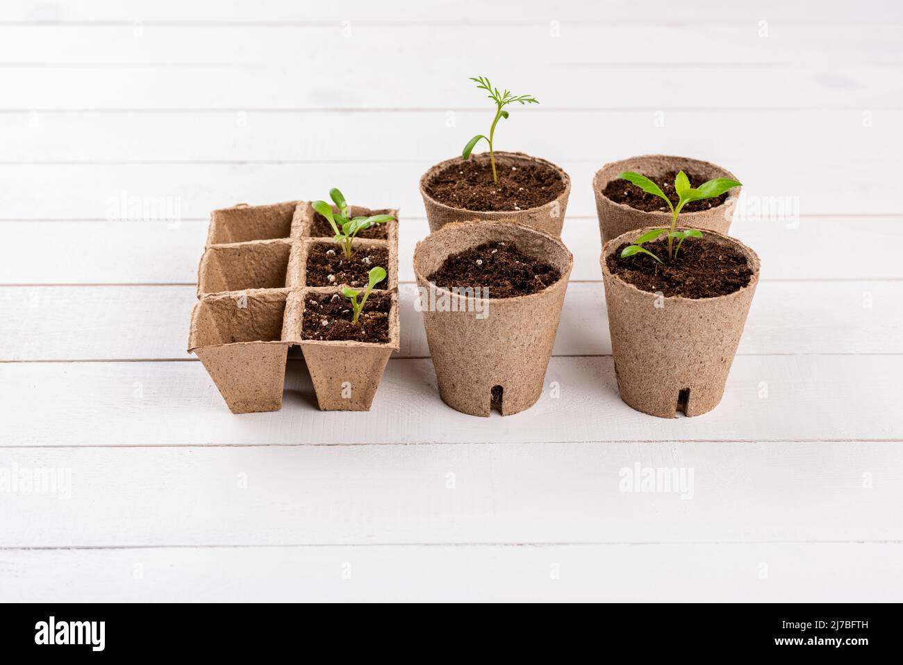 Piantine di fiori in vaso che crescono in vasi biodegradabili di muschio di torba su sfondo bianco di legno. Zero rifiuti, riciclaggio, plastica senza giardinaggio concetto indietro Foto Stock