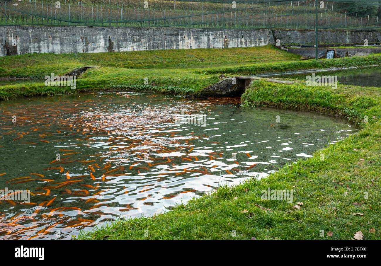 Piscine con pesci in un allevamento di trote japanes (trote gialle), concetto di allevamento di pesci - Cavedine, Trentino Alto Adige, Italia settentrionale. Allevamento di trote Foto Stock