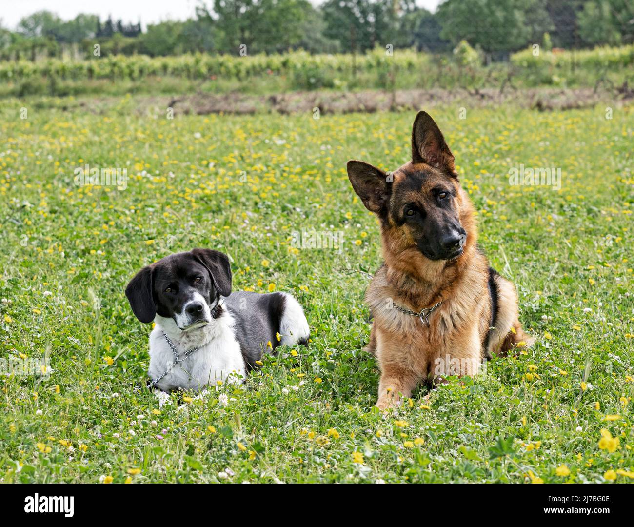 cani e obbedienza esercizio in un allenamento in un campo Foto Stock