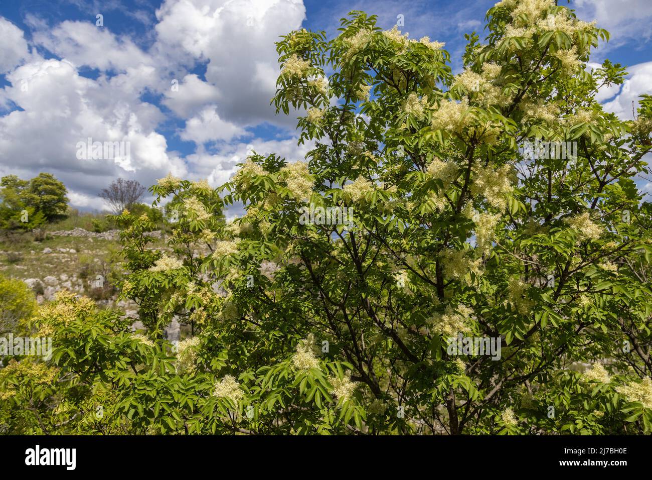 I fiori di Fraxinus ornus, la cenere di manna Foto Stock