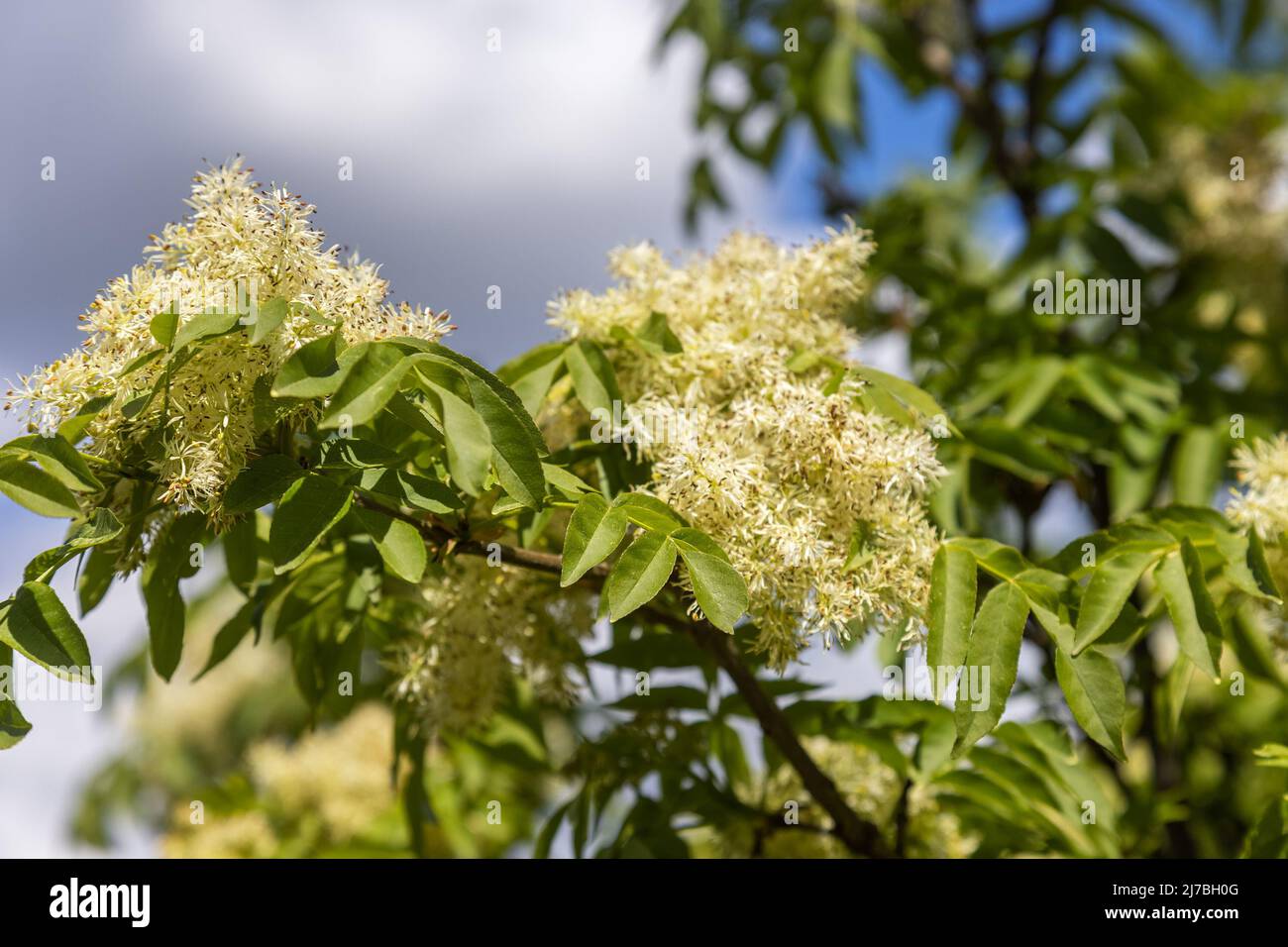 I fiori di Fraxinus ornus, la cenere di manna Foto Stock