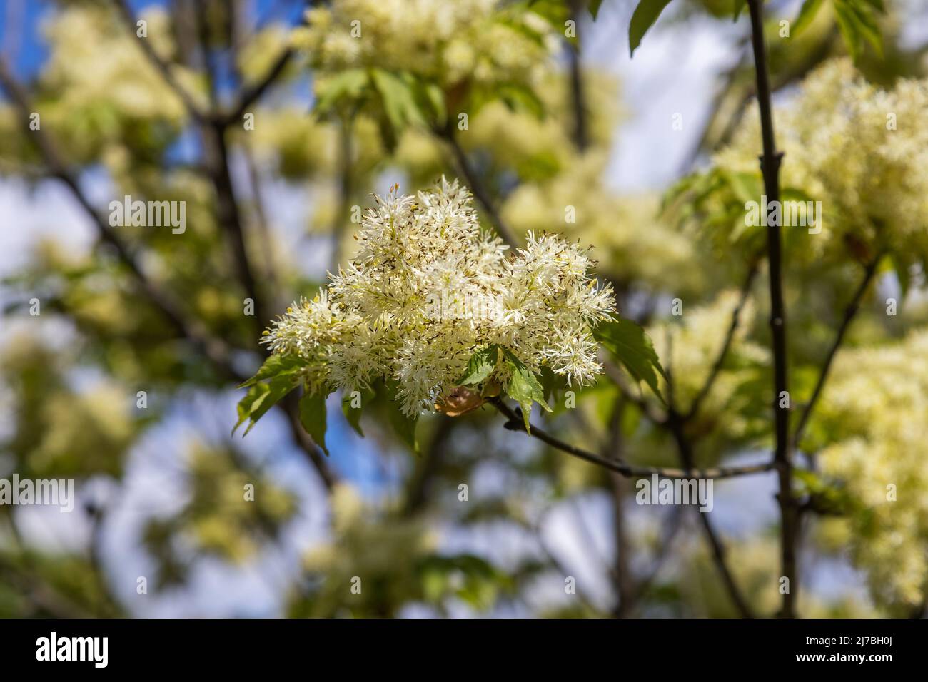 I fiori di Fraxinus ornus, la cenere di manna Foto Stock