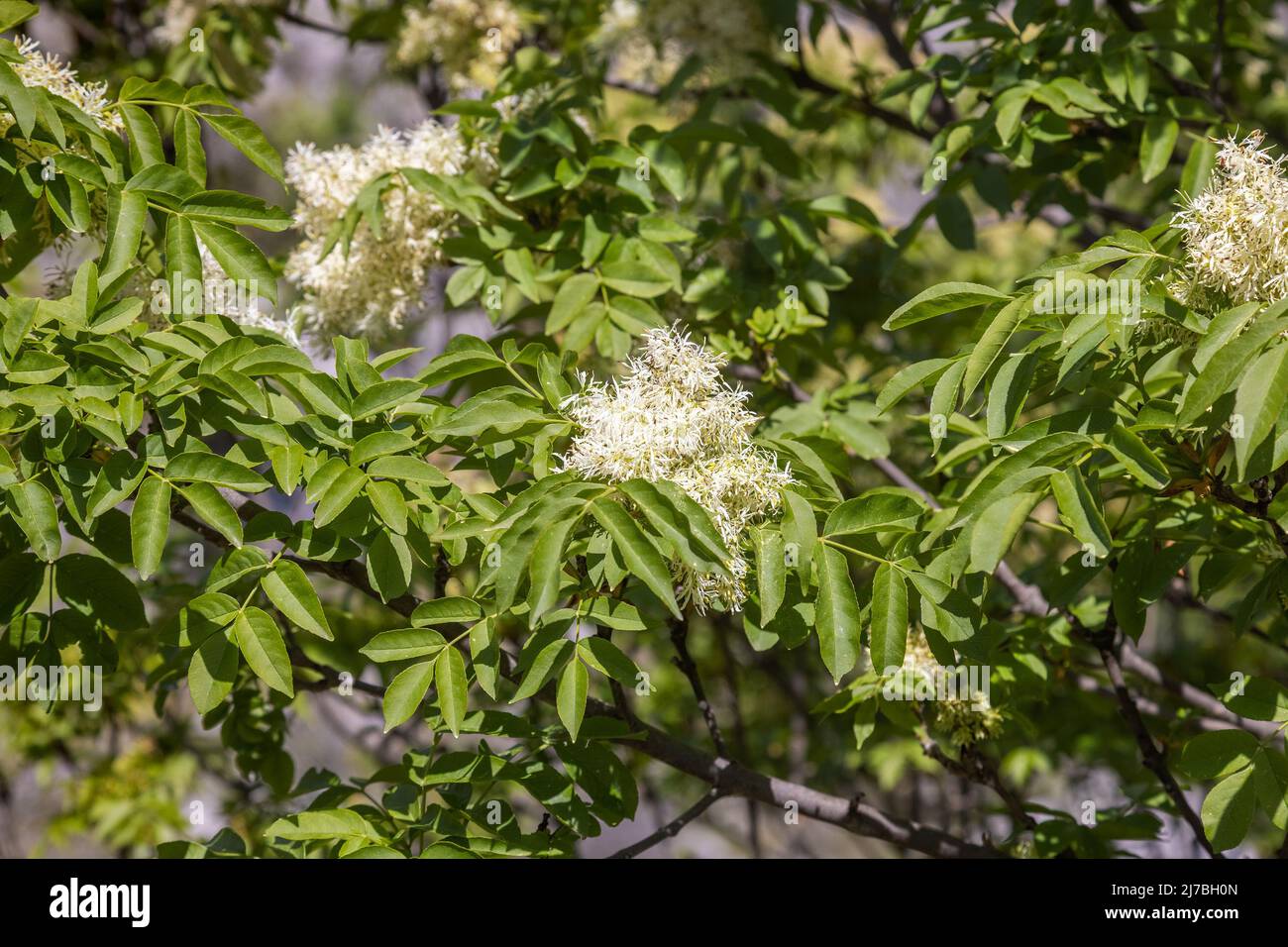 I fiori di Fraxinus ornus, la cenere di manna Foto Stock