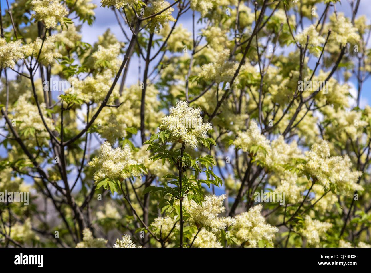 I fiori di Fraxinus ornus, la cenere di manna Foto Stock