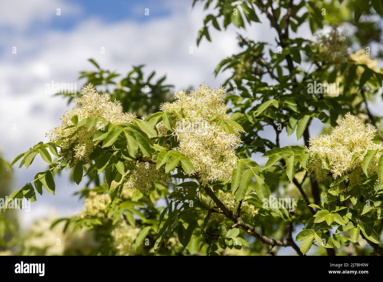 I fiori di Fraxinus ornus, la cenere di manna Foto Stock