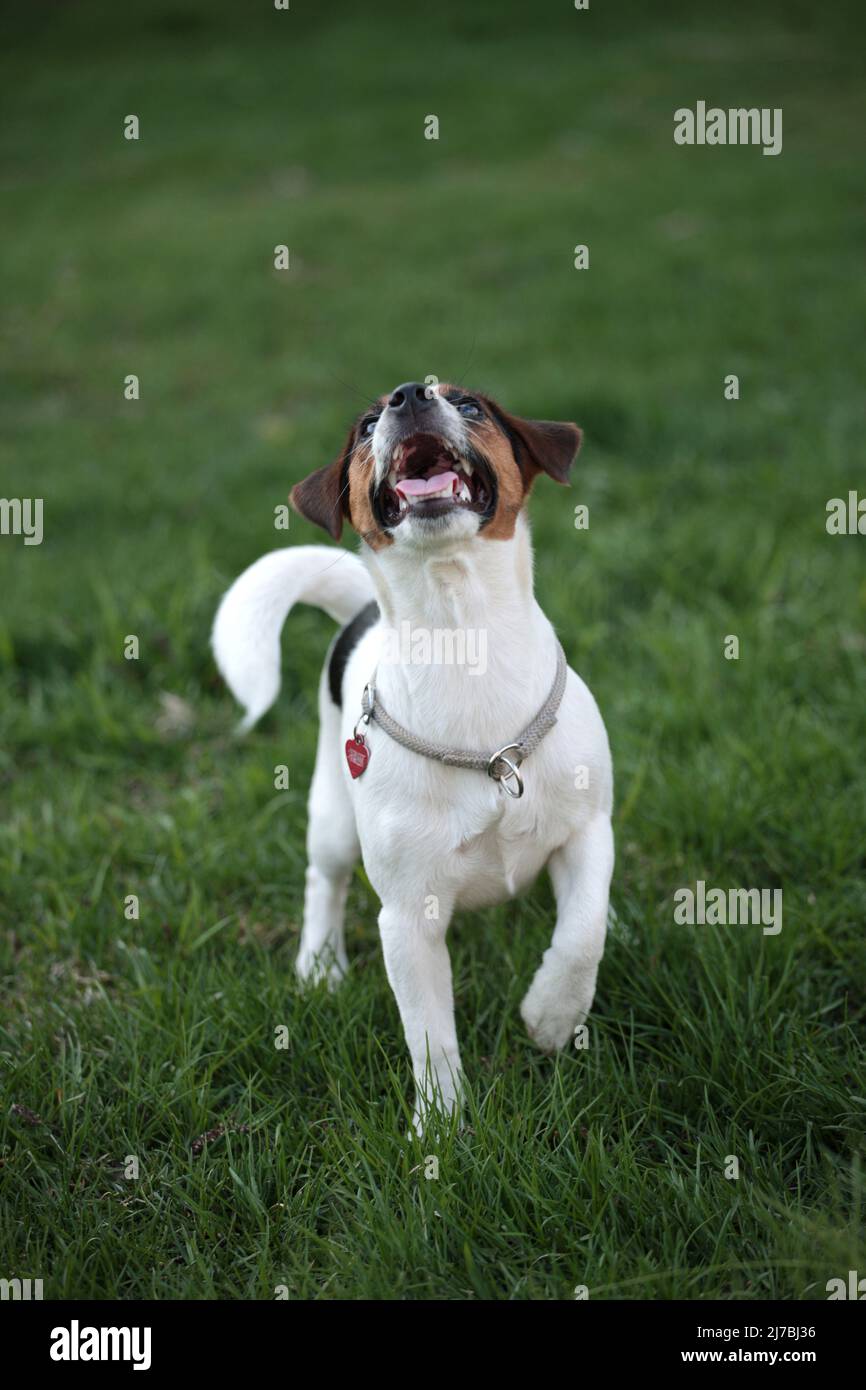 Jack Russell Terrier Puppy in piedi e guardare in su. Divertente esercizio all'aperto Foto Stock