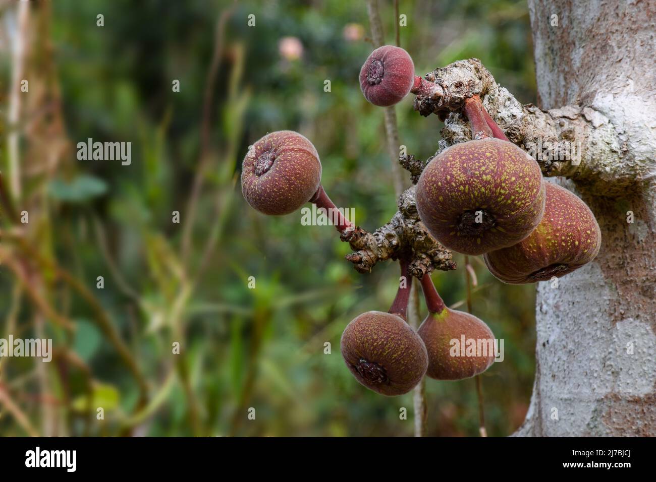 Il Ficus auricolata è un piccolo albero sempreverde che cresce fino a 12 metri di altezza. L'albero può avere più di un bolo. Foto Stock