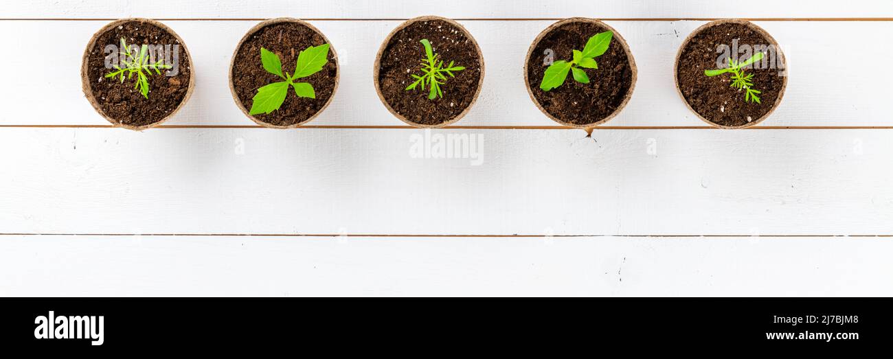 Recentemente traspare giovani piante di dahlia e cosmo fiore. Taglio piante di fiori giardinaggio sfondo. Vista dall'alto su sfondo bianco in legno. Foto Stock