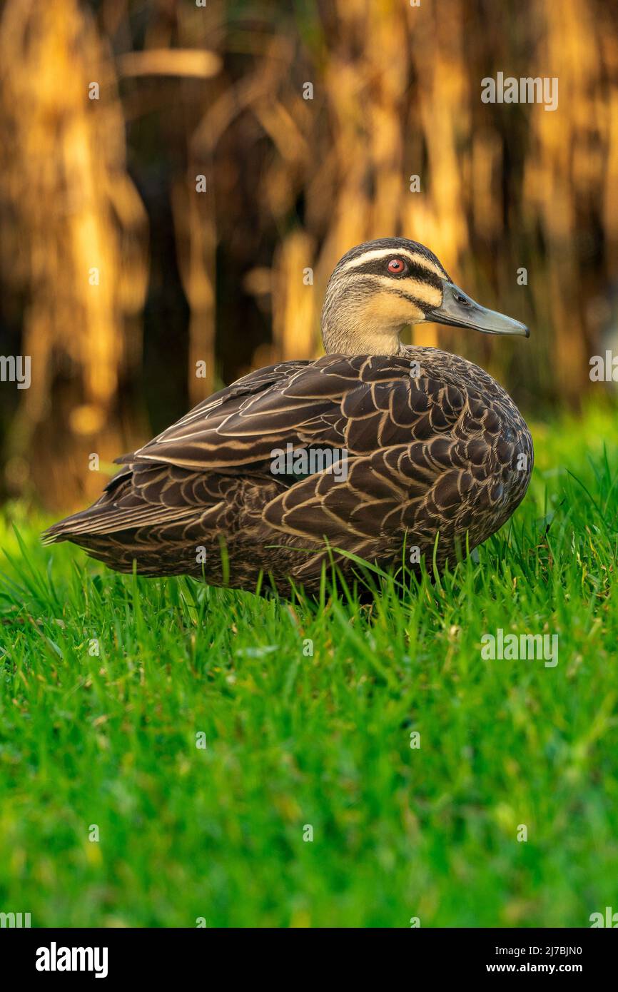 Femmina anatra di mallardo seduta su erba verde al sole del mattino con canne d'acqua gialle sullo sfondo Foto Stock