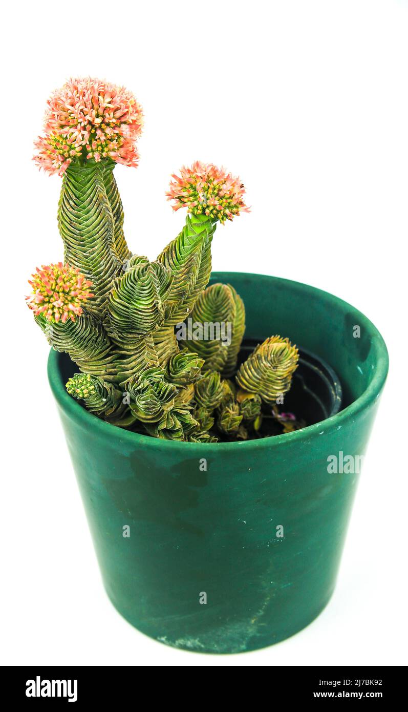 Macrofotografia colorata di Crassula Potted Pyramidalis Buddha Tempio pianta in fiore su sfondo bianco Foto Stock