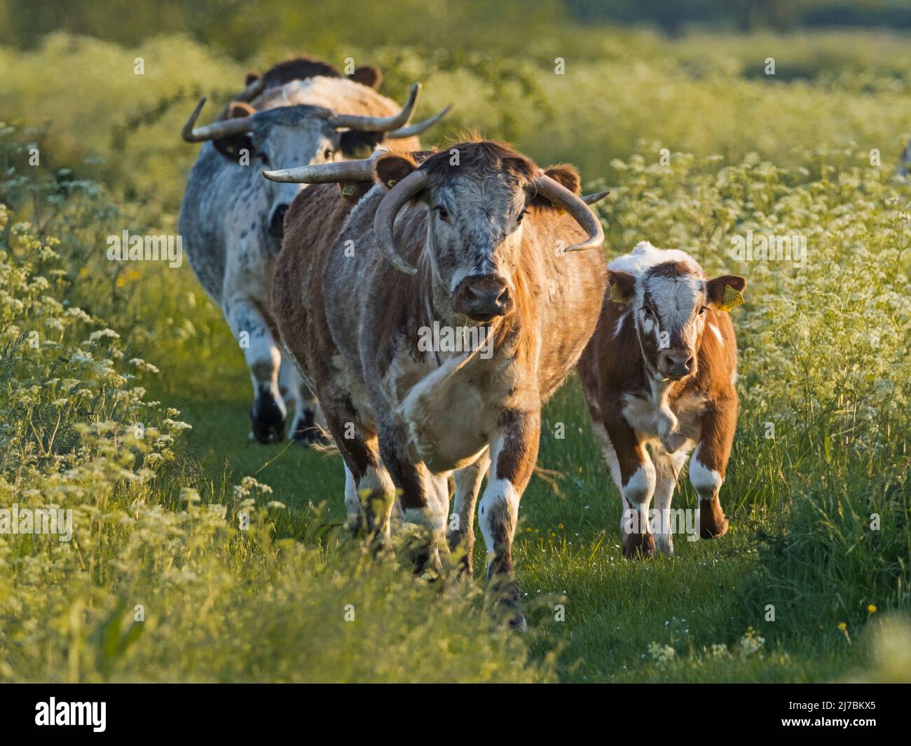Gruppo di bovini inglesi Longhorn che camminano attraverso il prezzemolo di vacca alla luce della sera, vicino al fiume Cam a Upware, Cambridgeshire Foto Stock