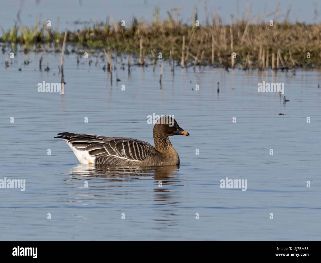 Tundra Bean Goose (Anser serrirostris) nuoto, Welney WWT, Norfolk Foto Stock