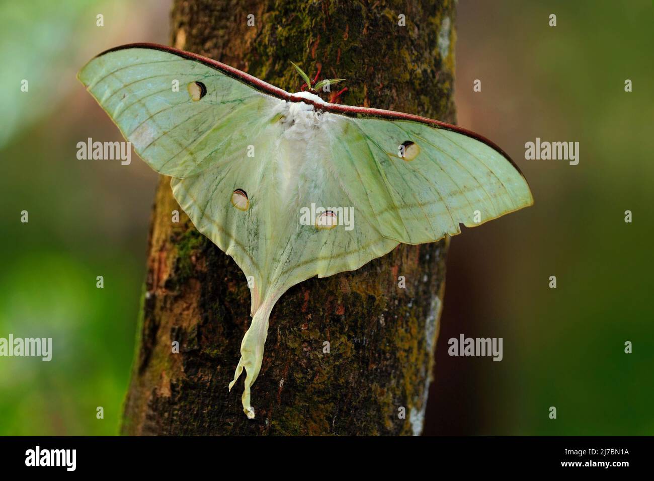 Indian Moon Moth o Indian Luna Moth, Actias selene, farfalla bianca, nell'habitat naturale, seduto sul tronco dell'albero, Sri Lanka Foto Stock