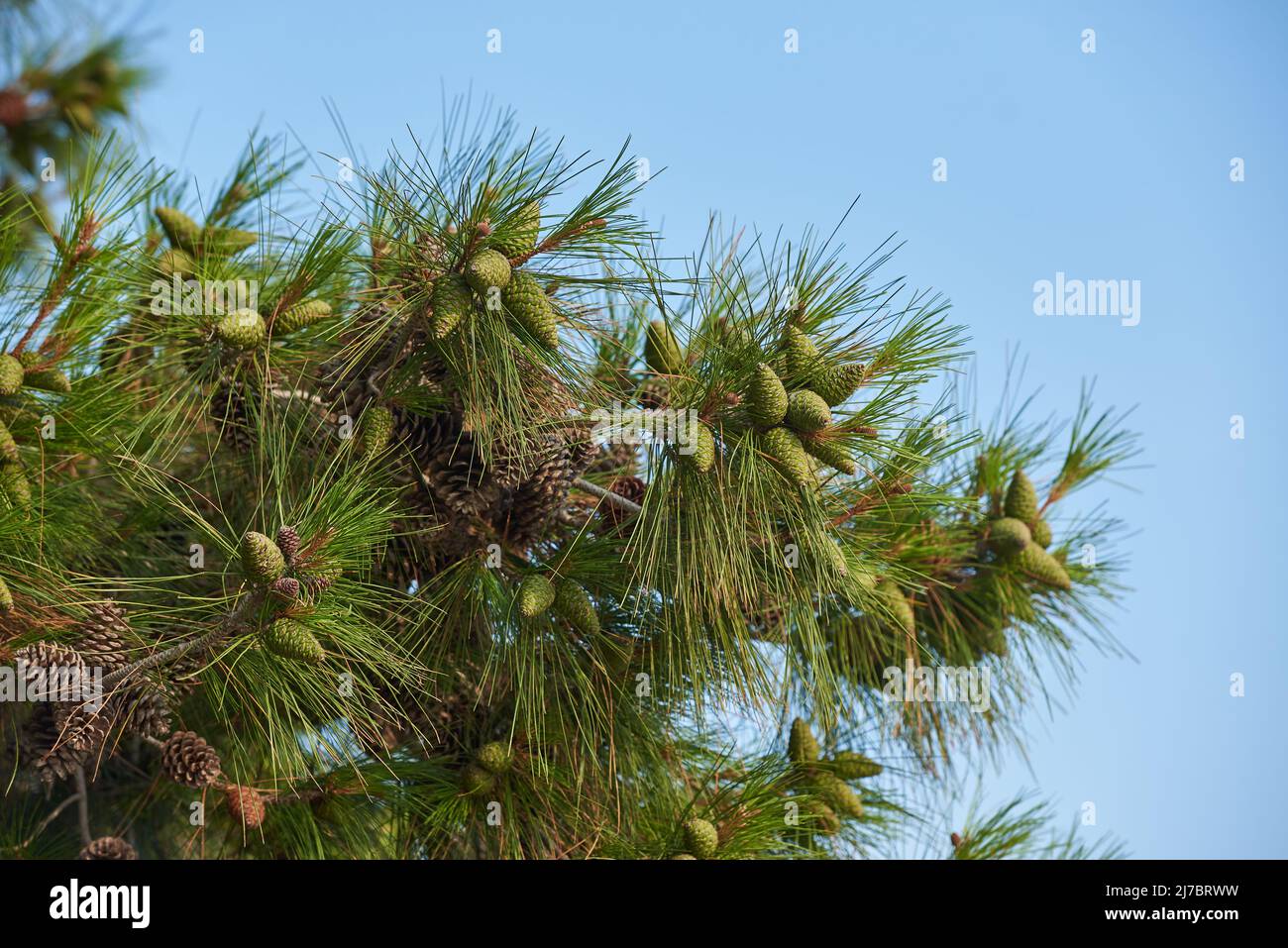 Ramo di pino con aghi lunghi e coni contro il cielo blu Foto Stock