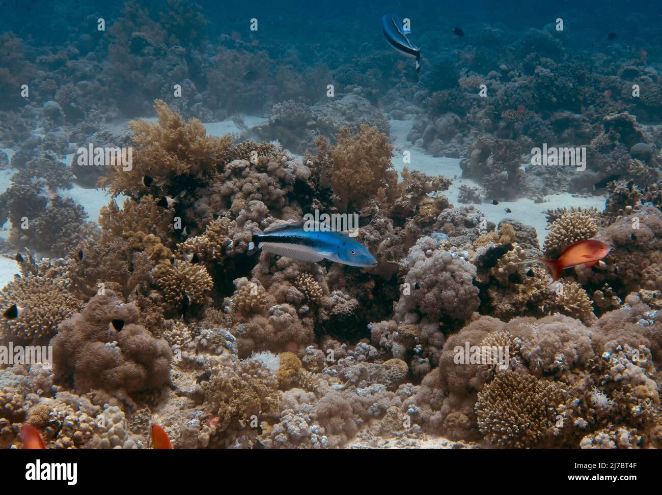 Un Blanquillo blu (Malacanthus latovittatus) nel Mar Rosso, Egitto Foto Stock