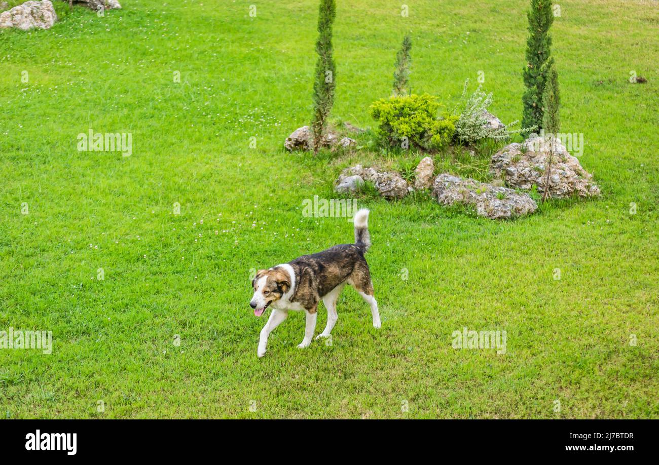 Una vista di cani vaganti pacifici, nella piccola città di Leptokary. Foto Stock