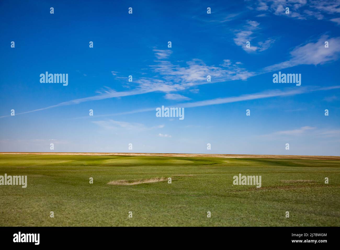 Erba verde primaverile in steppa e cielo blu con nuvole e tracce di jet. Foto Stock