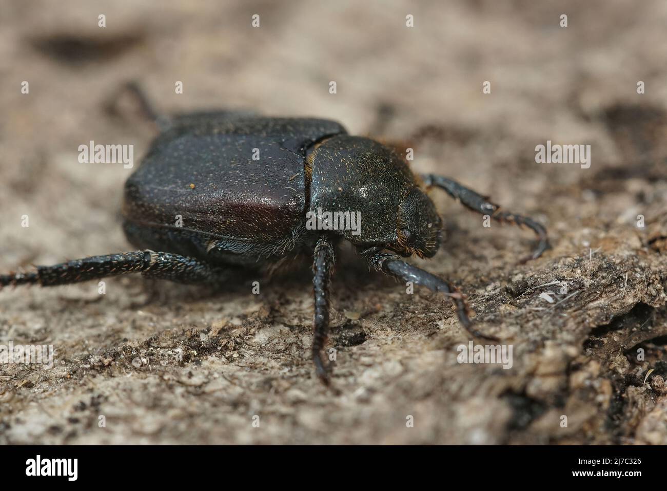 Primo piano dettagliato sul coleottero gallese, Hoplia philanthus su un pezzo di legno Foto Stock