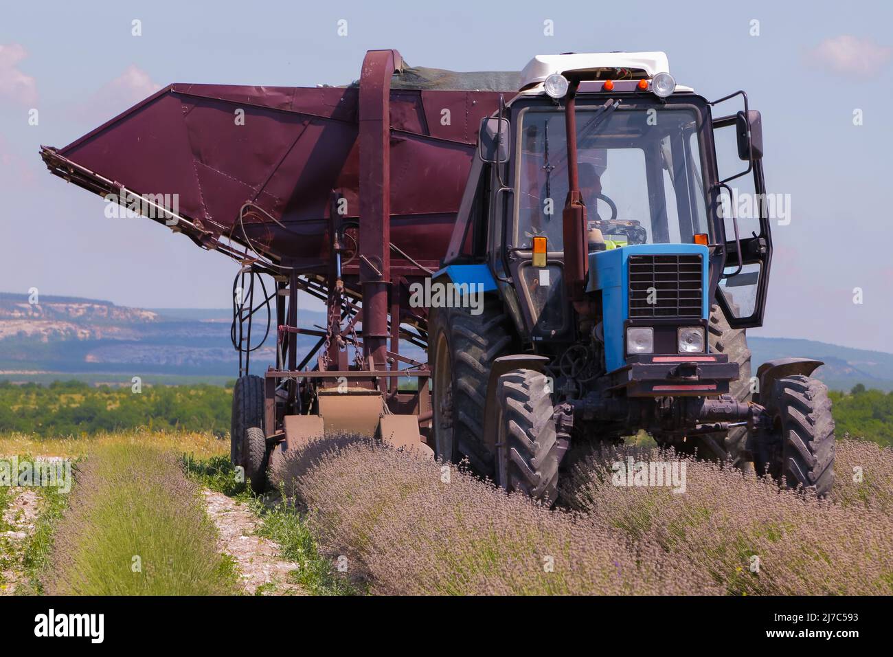 Un trattore attraversa un campo di lavanda e raccolti Foto Stock