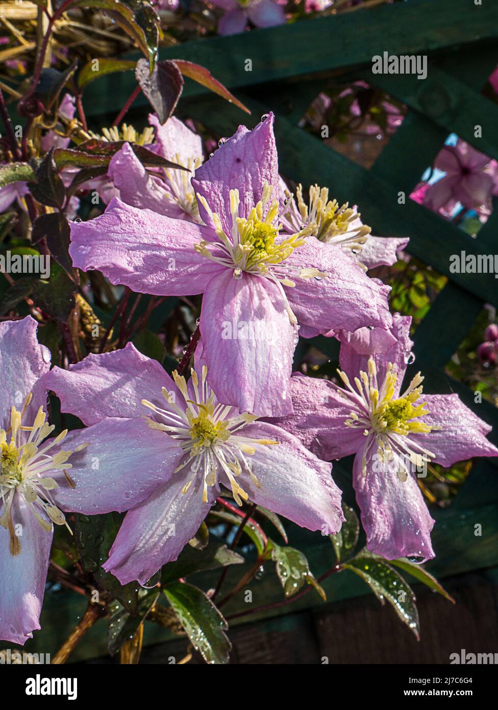 Bella rosa quattro petalled Clematis Montana della varietà Rubens Foto Stock