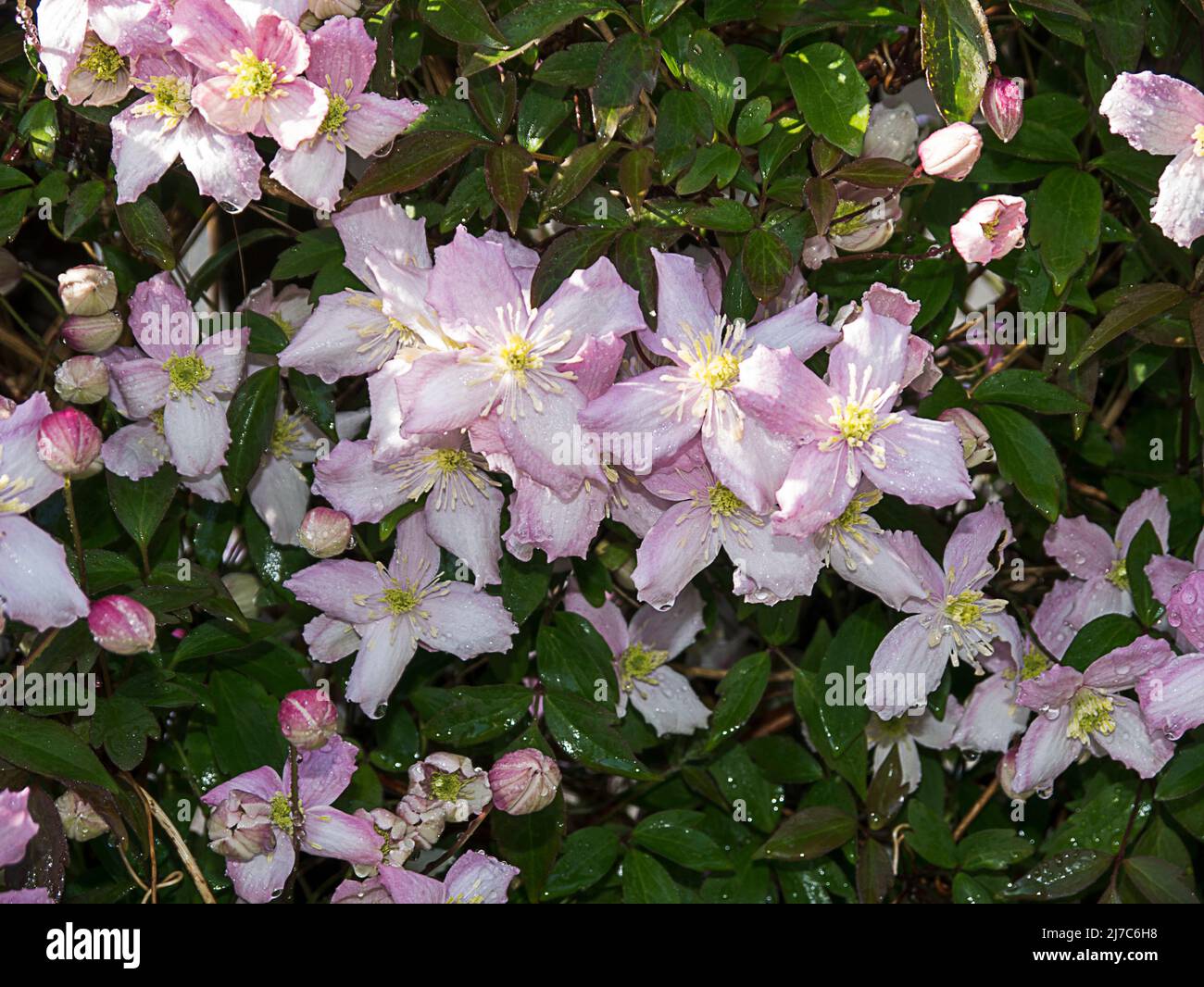 Bella rosa quattro petalled Clematis Montana della varietà Rubens Foto Stock