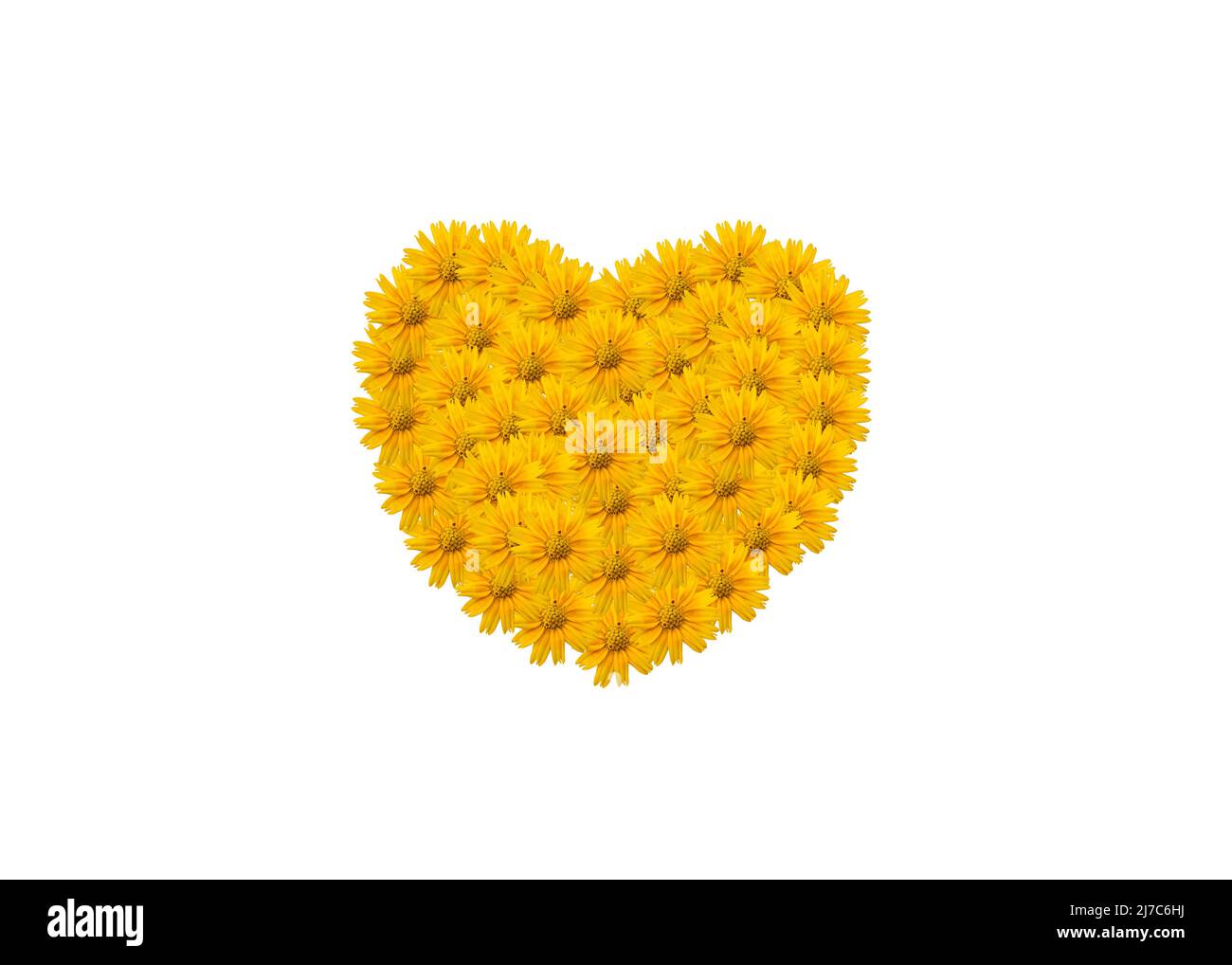 simbolo del cuore fatto di fiori gialli isolato sfondo bianco Foto Stock