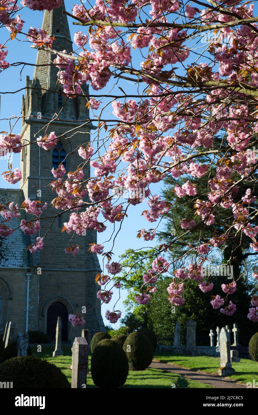 Fiore di ciliegio rosa alla chiesa parrocchiale di Gavinton, Berwickshire, Scozia Foto Stock