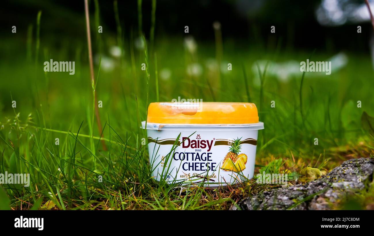 NORWALK, CT, USA - 8 MAGGIO 2022: Formaggio caserario dal marchio Daisy all'aperto in erba con spazio copia Foto Stock