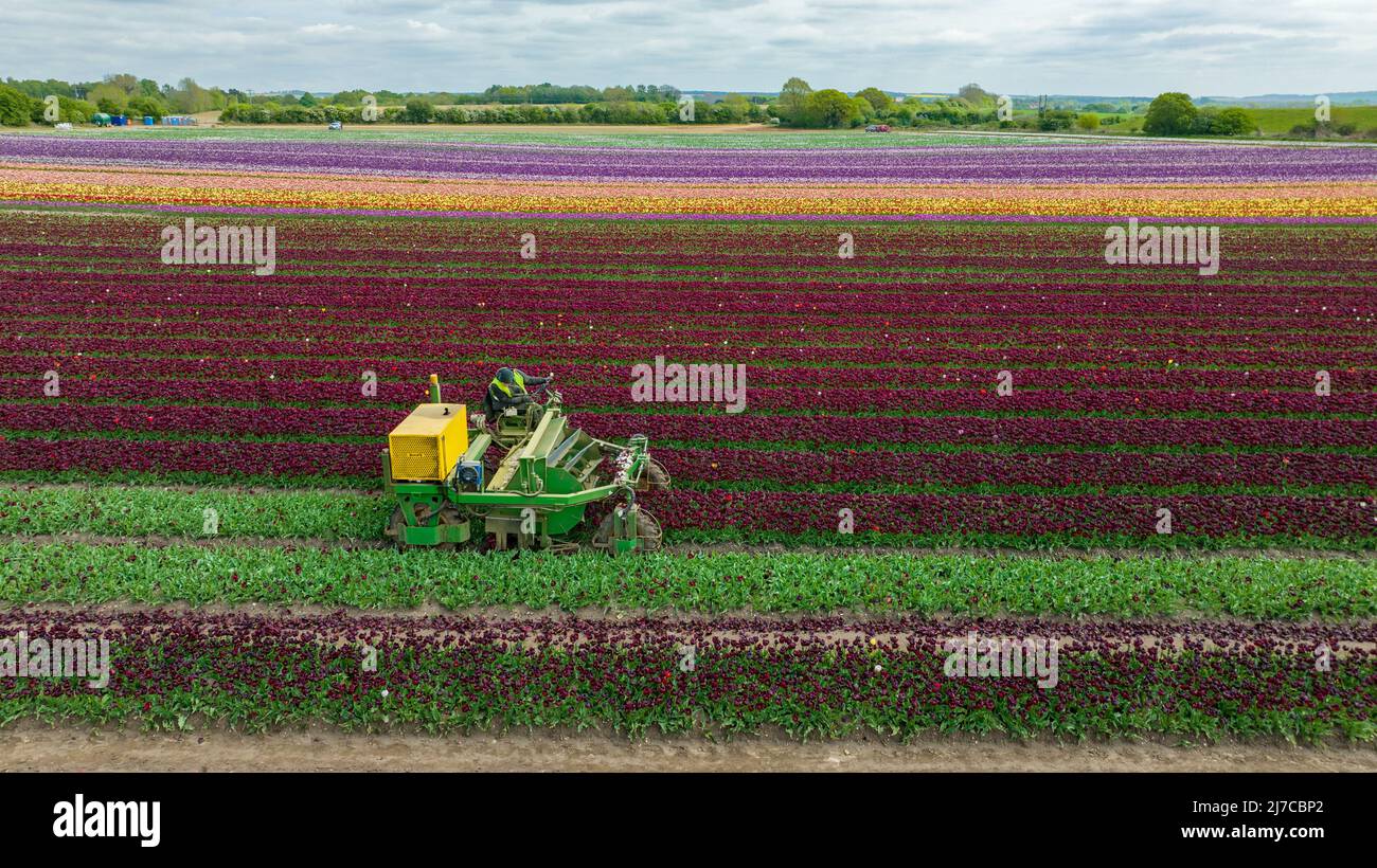 La foto del maggio 3rd mostra le teste di tulipani tagliate in uno degli ultimi campi ancora in Gran Bretagna vicino a King’s Lynn a Norfolk. I tulipani degli ultimi campi da bulbo rimasti in Gran Bretagna hanno ravvivato la campagna, ma ora i 20 milioni di teste sono stati tagliati fuori. I 130 acri di tulipani a conduzione familiare Belmont Nurseries a Norfolk trasformarono il paesaggio in un caleidoscopio di colori quando il raccolto fiorì. Ora i fiori favolosi sono stati tagliati nel loro primo così l’energia della pianta può andare a rendere le lampadine più grandi e possono essere venduti in seguito. Foto Stock