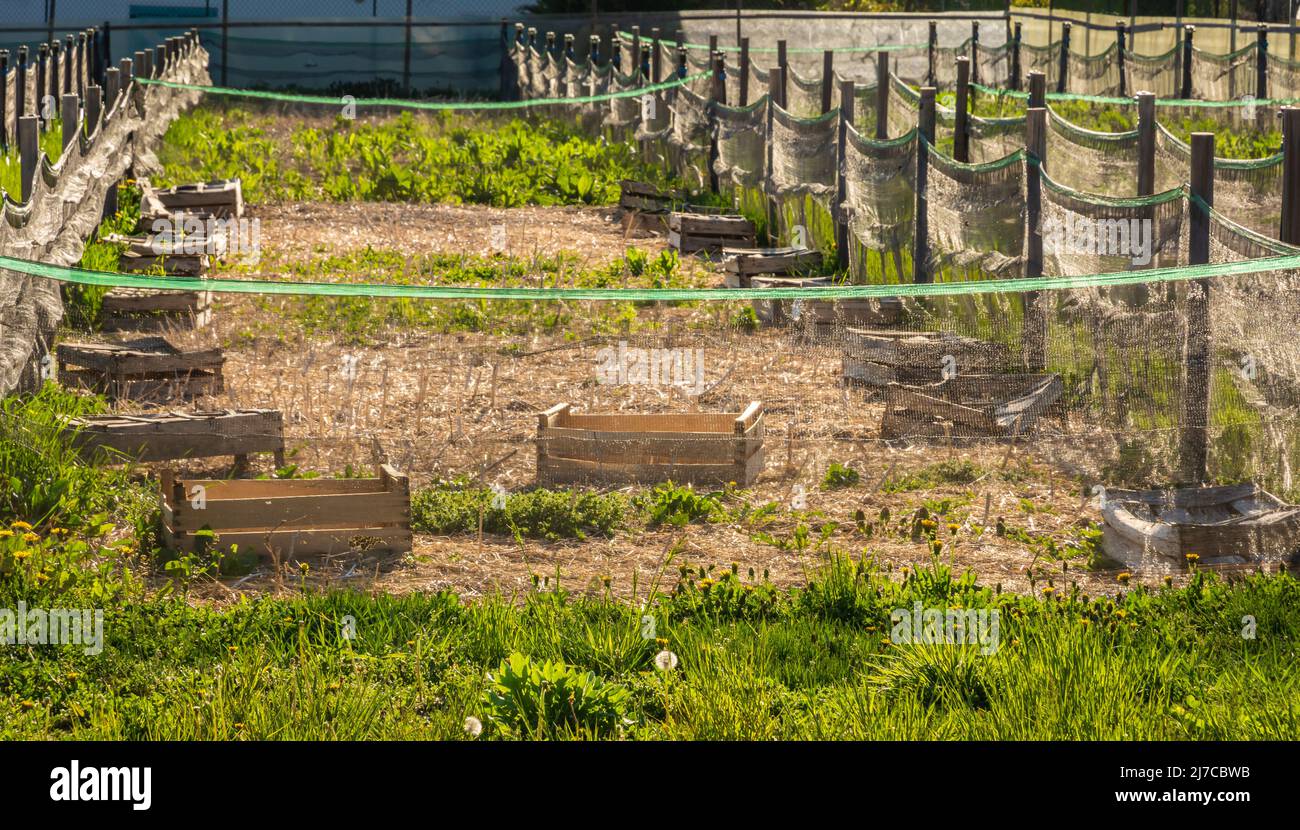 Agricoltura biologica, coltivazione di lumache, lumache commestibili su tavole di legno. Produzione di lumache. Provincia di Trento, Italia settentrionale Foto Stock
