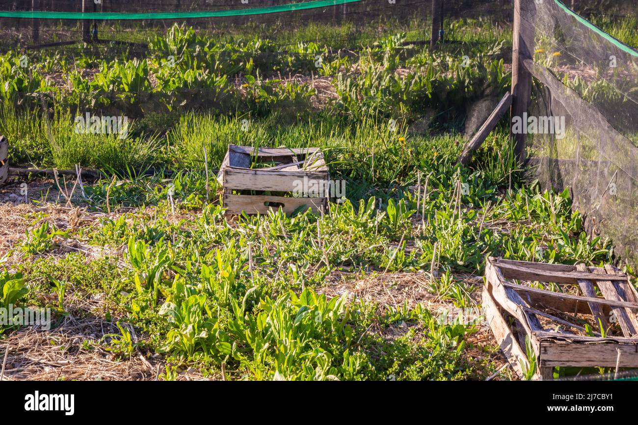 Agricoltura biologica, coltivazione di lumache, lumache commestibili su tavole di legno. Produzione di lumache. Provincia di Trento, Italia settentrionale Foto Stock