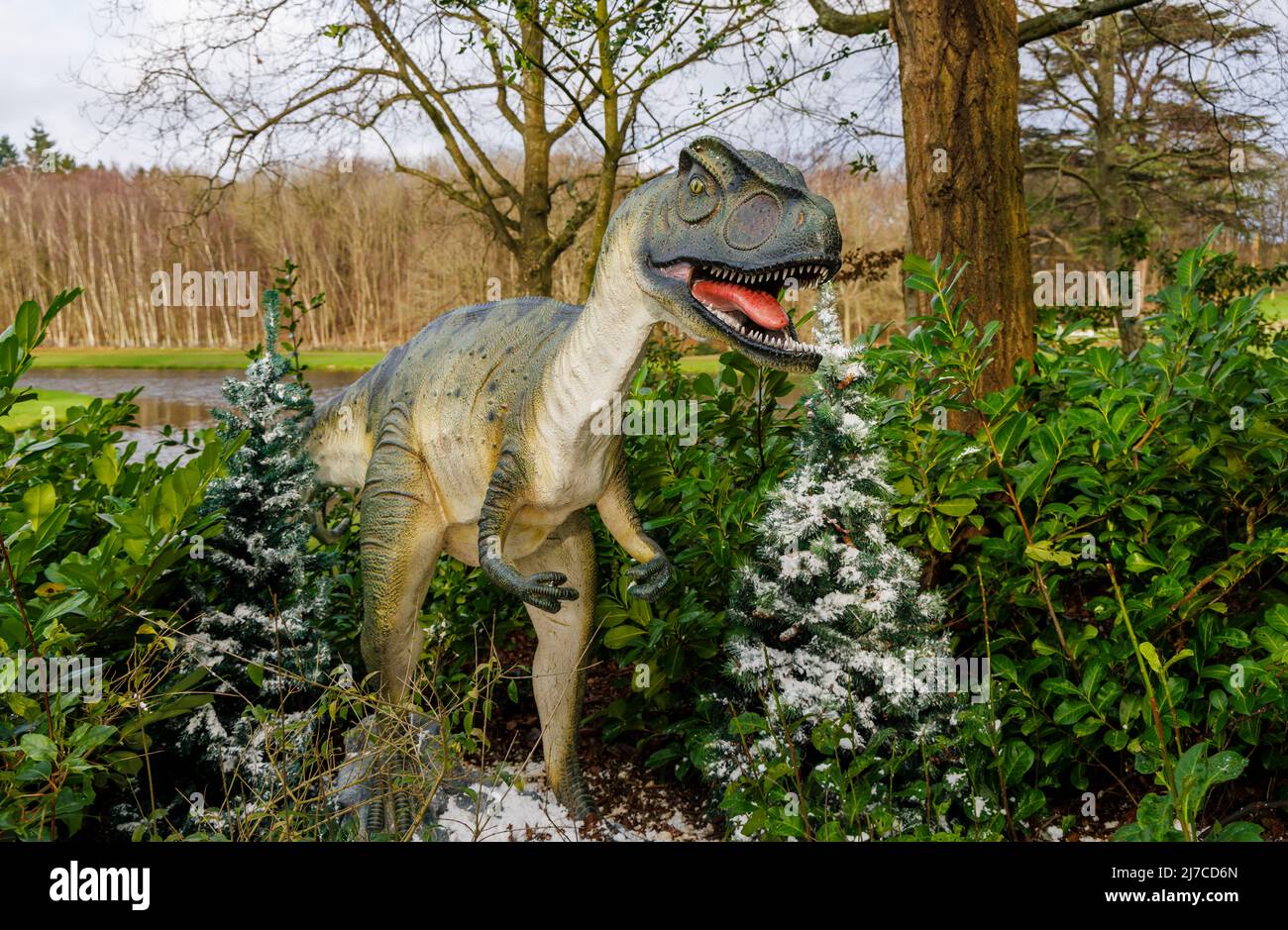 Modello di un periodo giurassico Allosaurus, un dinosauro raptor, all'evento annuale di intrattenimento per famiglie Snowsaurus al Painshill Park, Cobham, Surrey Foto Stock
