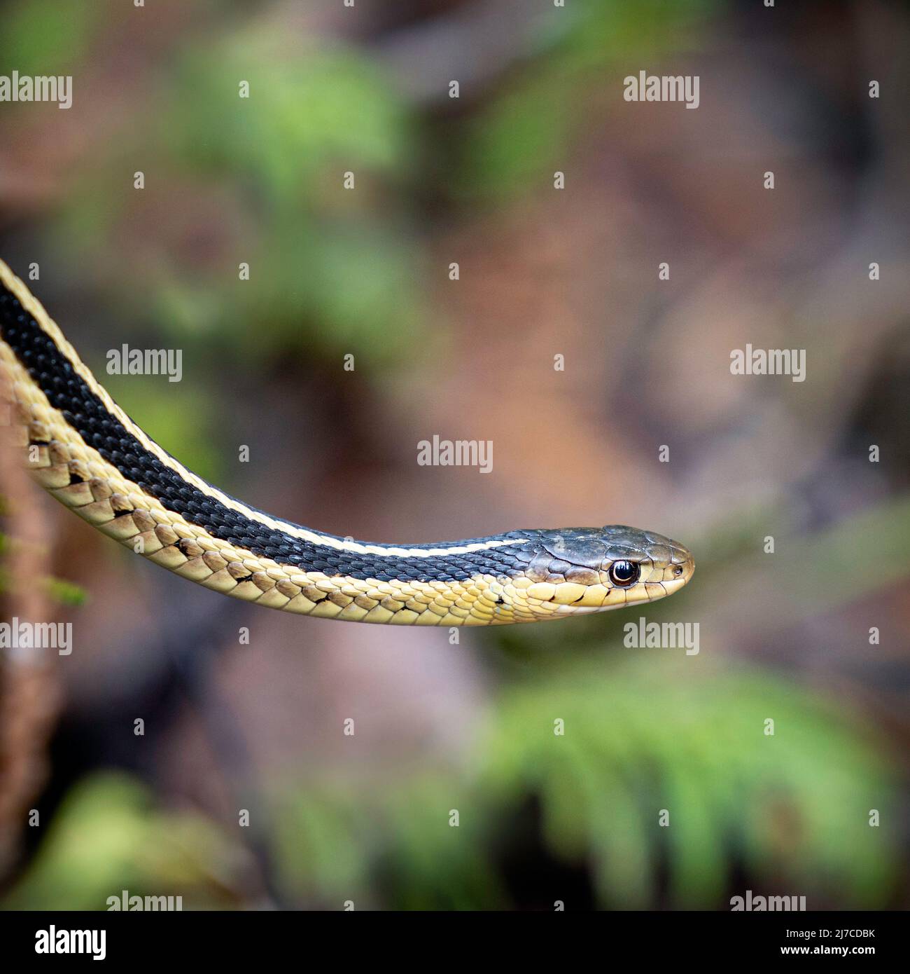 Garter Snake, (Thamnophis sirtalis parietalis), Manitoba, Canada Foto Stock