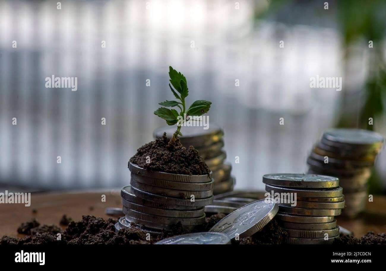 Una giovane pianta verde crescita attraverso una pila di monete. Business e il concetto di crescita del denaro Foto Stock