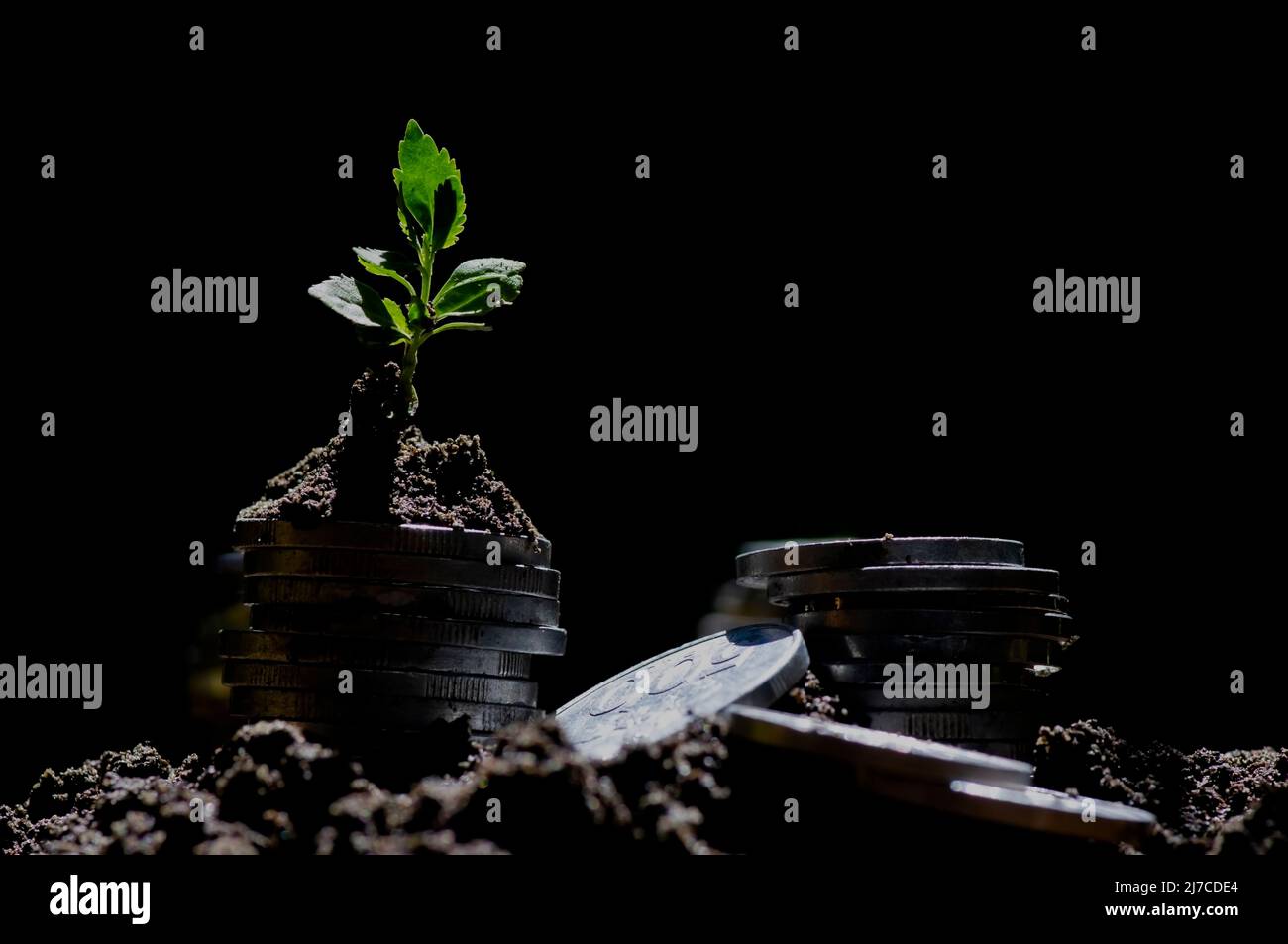 Una giovane pianta verde crescita attraverso una pila di monete. Business e il concetto di crescita del denaro Foto Stock