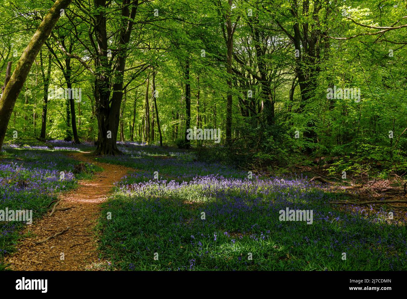 Bluebells inglesi (Hyacinthoides non-scripta) fiorendo in primavera a White Down, Abinger Hammer nella zona Surrey Hills di straordinaria bellezza naturale Foto Stock