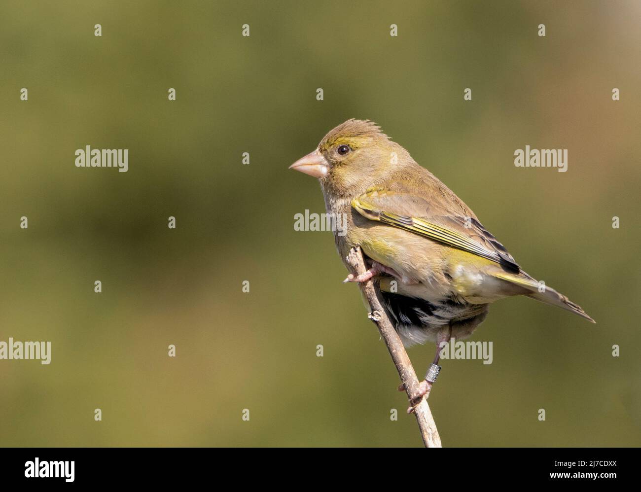 Greenfinch, Chloris Chloris, arroccato su un Giardino britannico, giugno 2022 Foto Stock