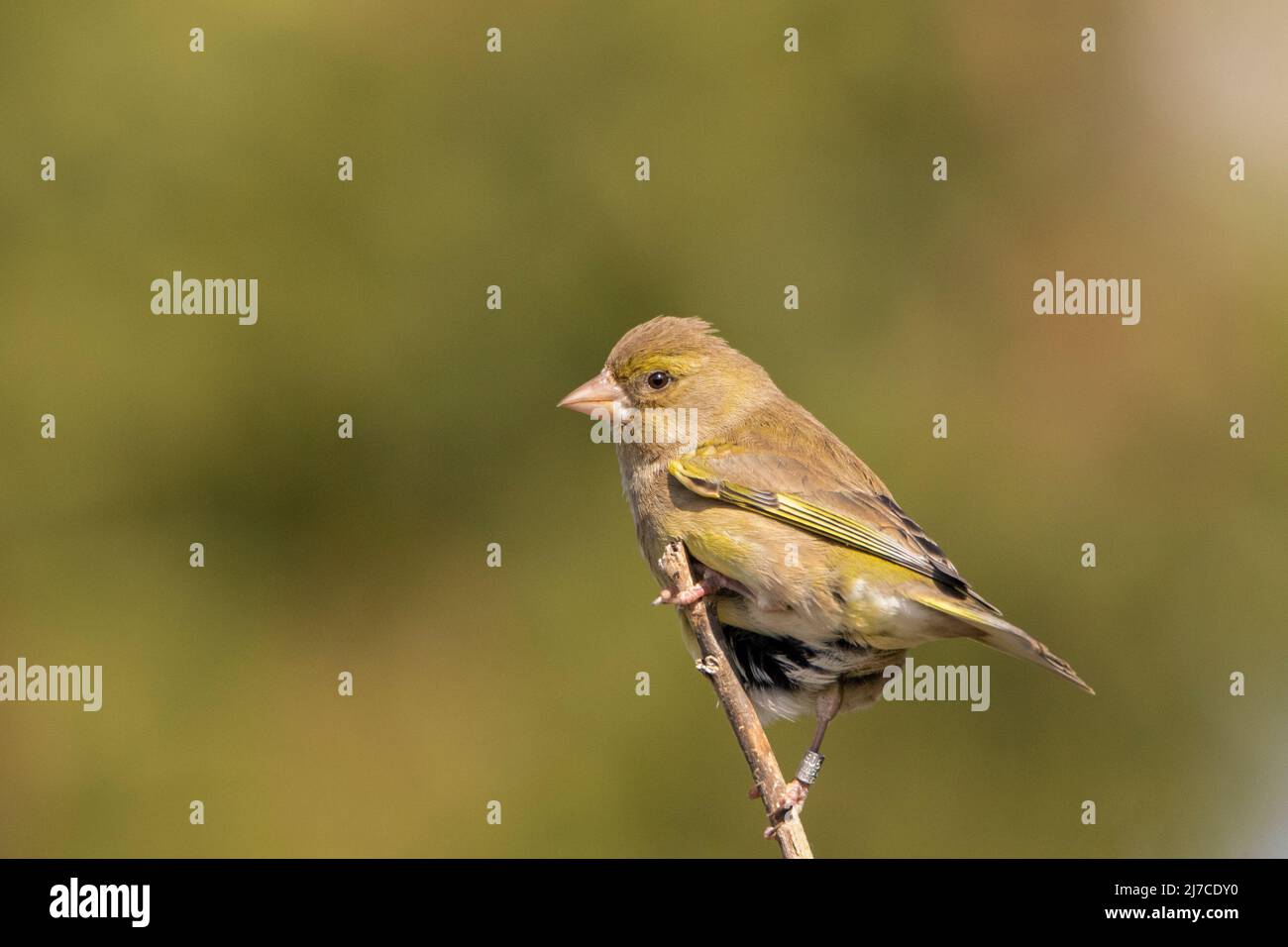 Greenfinch, Bedfordshire Regno Unito Foto Stock